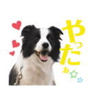 ボーダーコリーのショーンとの日々（個別スタンプ：13）