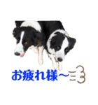ボーダーコリーのショーンとの日々（個別スタンプ：15）