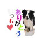 ボーダーコリーのショーンとの日々（個別スタンプ：18）