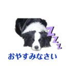 ボーダーコリーのショーンとの日々（個別スタンプ：21）