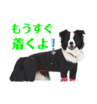ボーダーコリーのショーンとの日々（個別スタンプ：22）