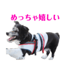 ボーダーコリーのショーンとの日々（個別スタンプ：23）