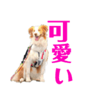ボーダーコリーのショーンとの日々（個別スタンプ：24）