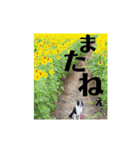 ボーダーコリーのショーンとの日々（個別スタンプ：26）