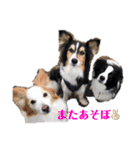 ボーダーコリーのショーンとの日々（個別スタンプ：27）