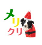 ボーダーコリーのショーンとの日々（個別スタンプ：32）