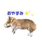 コーギー★日常スタンプ（個別スタンプ：2）