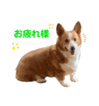 コーギー★日常スタンプ（個別スタンプ：4）
