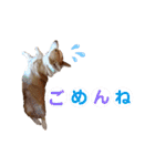 コーギー★日常スタンプ（個別スタンプ：5）