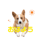 コーギー★日常スタンプ（個別スタンプ：6）