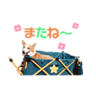 コーギー★日常スタンプ（個別スタンプ：7）