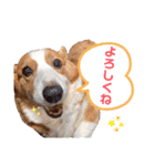 コーギー★日常スタンプ（個別スタンプ：8）