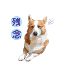 コーギー★日常スタンプ（個別スタンプ：10）