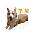 コーギー★日常スタンプ（個別スタンプ：11）