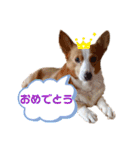 コーギー★日常スタンプ（個別スタンプ：12）