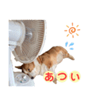 コーギー★日常スタンプ（個別スタンプ：13）
