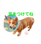 コーギー★日常スタンプ（個別スタンプ：14）