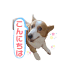 コーギー★日常スタンプ（個別スタンプ：15）