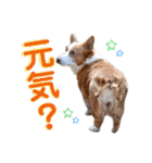 コーギー★日常スタンプ（個別スタンプ：20）