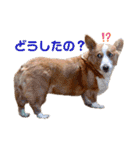 コーギー★日常スタンプ（個別スタンプ：21）