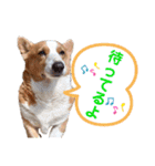 コーギー★日常スタンプ（個別スタンプ：22）