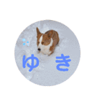 コーギー★日常スタンプ（個別スタンプ：23）