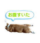 コーギー★日常スタンプ（個別スタンプ：24）
