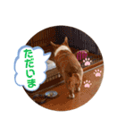 コーギー★日常スタンプ（個別スタンプ：26）