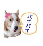 コーギー★日常スタンプ（個別スタンプ：27）