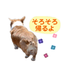 コーギー★日常スタンプ（個別スタンプ：28）