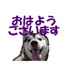 シベリアンハスキーの毎日（個別スタンプ：1）