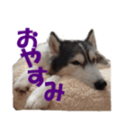 シベリアンハスキーの毎日（個別スタンプ：7）