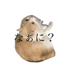 うちのねっこ。（個別スタンプ：1）