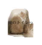 うちのねっこ。（個別スタンプ：2）