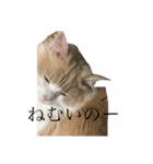 うちのねっこ。（個別スタンプ：3）