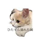 うちのねっこ。（個別スタンプ：7）