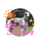 親ばかばんざーい！（個別スタンプ：33）