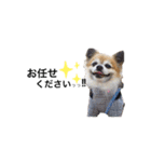愛犬チワワのレオくん②（個別スタンプ：1）