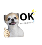愛犬チワワのレオくん②（個別スタンプ：2）