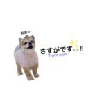 愛犬チワワのレオくん②（個別スタンプ：3）