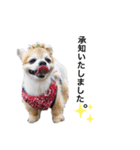 愛犬チワワのレオくん②（個別スタンプ：4）