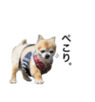 愛犬チワワのレオくん②（個別スタンプ：5）