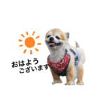 愛犬チワワのレオくん②（個別スタンプ：6）