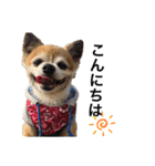 愛犬チワワのレオくん②（個別スタンプ：7）