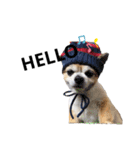 愛犬チワワのレオくん②（個別スタンプ：8）