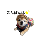 愛犬チワワのレオくん②（個別スタンプ：9）