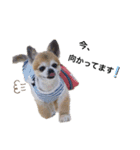 愛犬チワワのレオくん②（個別スタンプ：10）