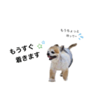 愛犬チワワのレオくん②（個別スタンプ：12）