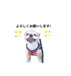 愛犬チワワのレオくん②（個別スタンプ：14）