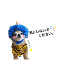 愛犬チワワのレオくん②（個別スタンプ：15）